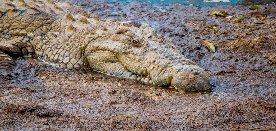 5 things you probably never knew about crocodiles and alligators