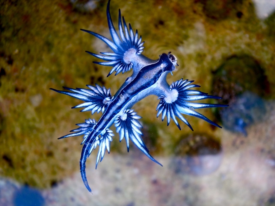 9 fascinating animals from around the world | InsureandGo 9 fascinating animals from around the world | InsureandGo