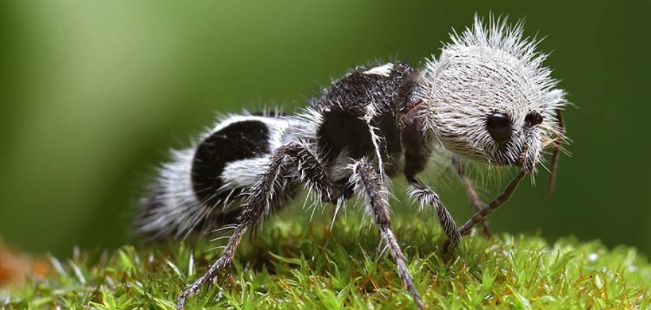 9 fascinating animals from around the world