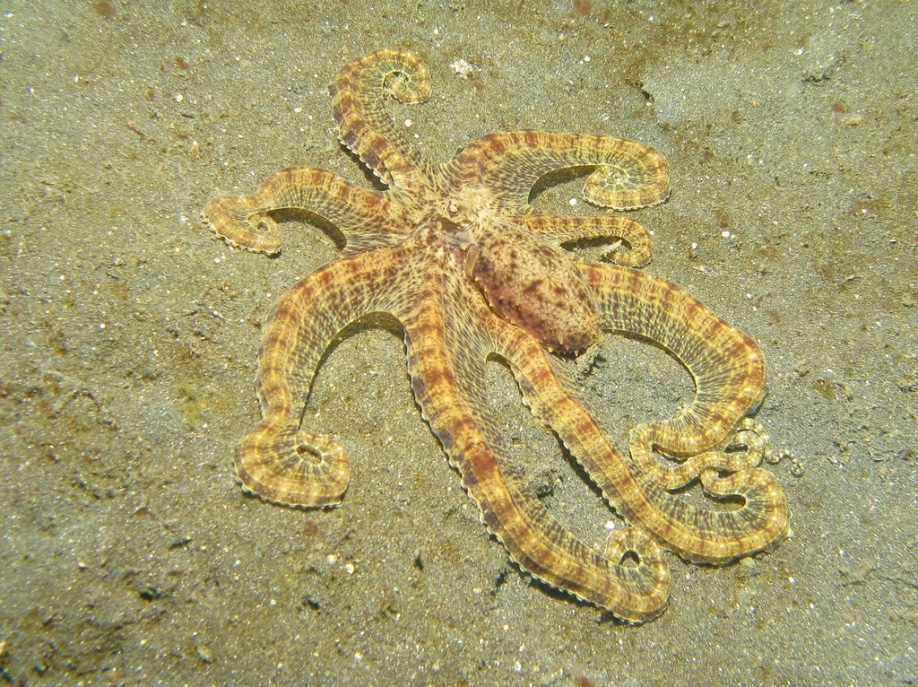 Mimic octopus