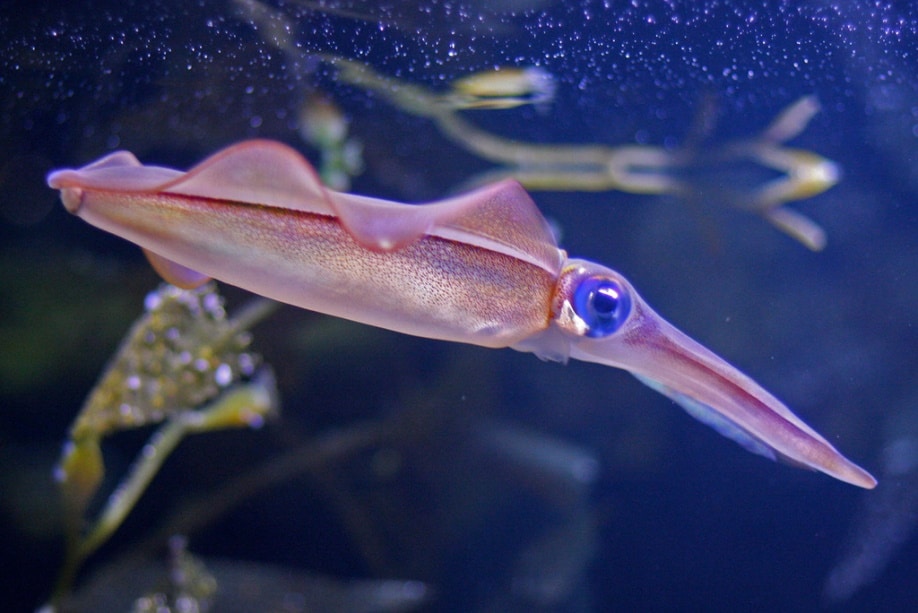 Squid