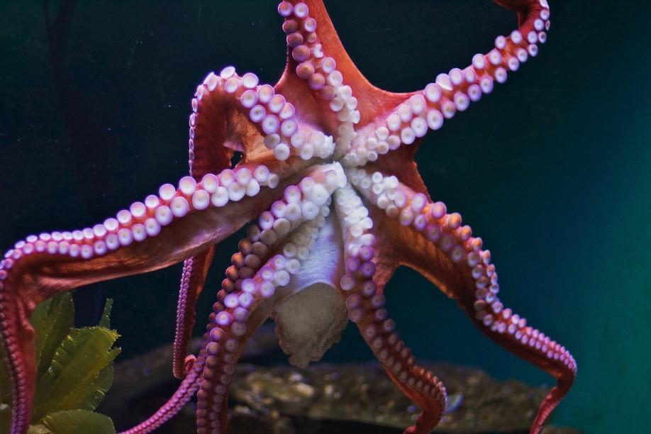Giant Pacific octopus