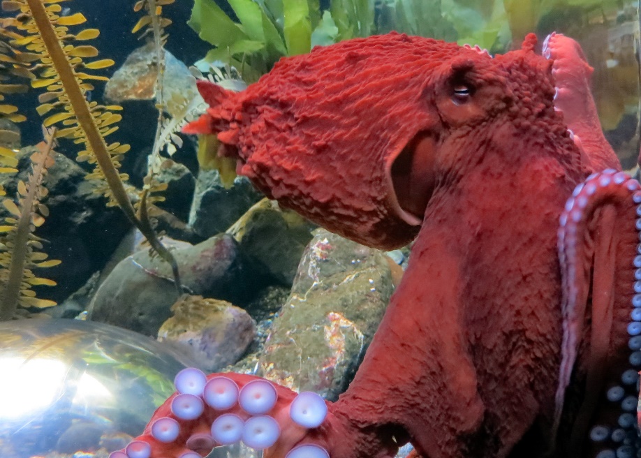 Great Pacific octopus