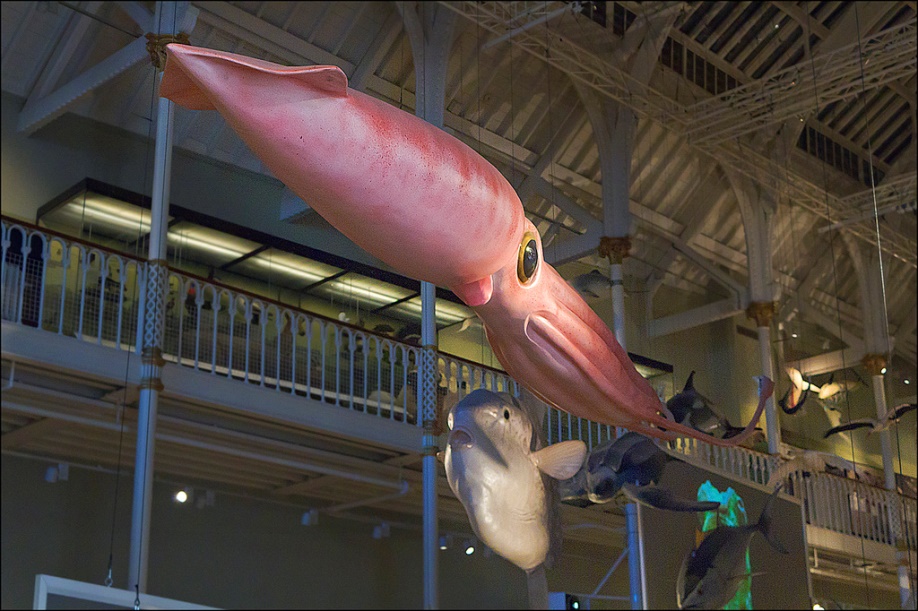 Model of a giant squid