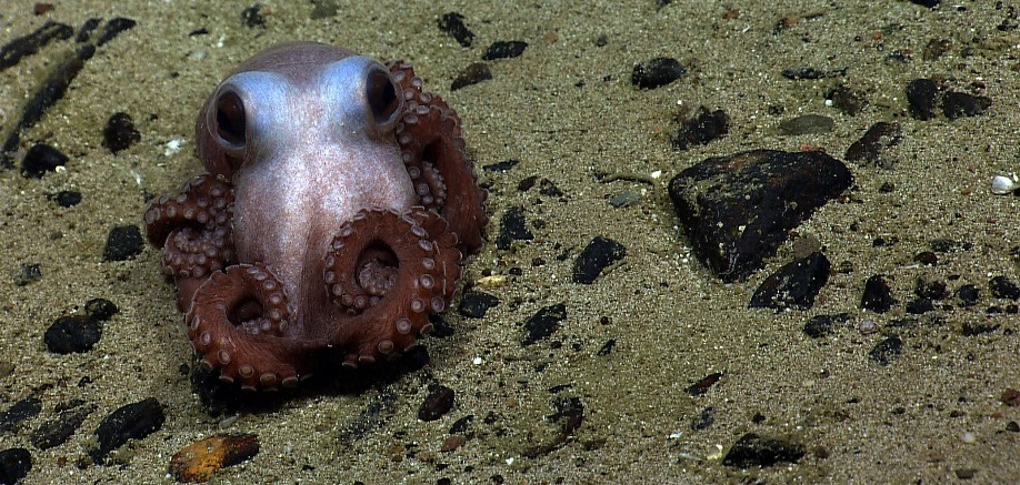 Ink-credible facts about squid and octopuses