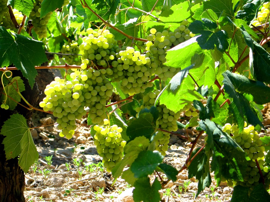 Grapes