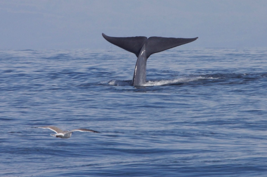 Whale tail