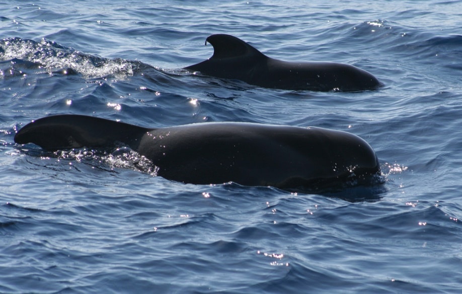 Pilot whales