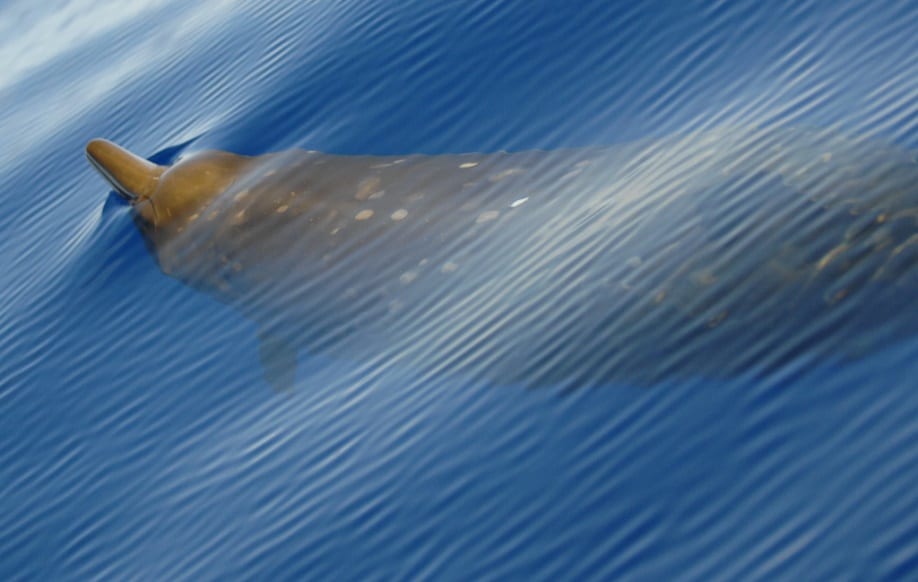 Beaked whale