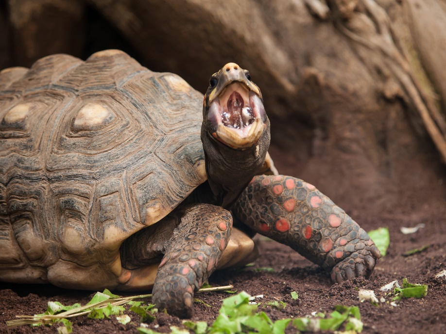 Tortoise