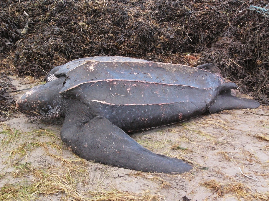 Leatherback turtle