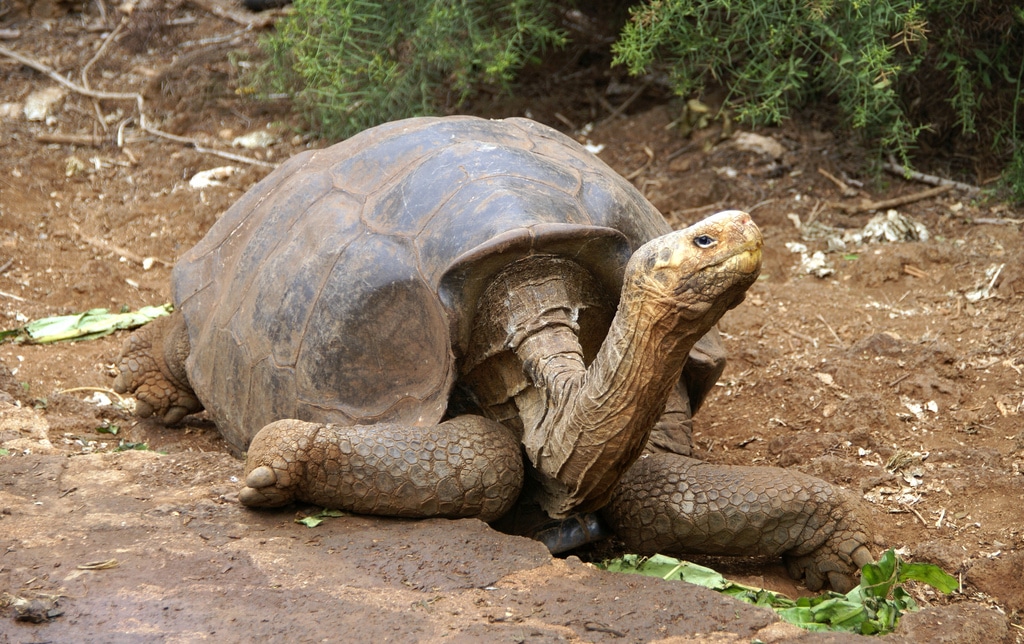 Giant tortoise