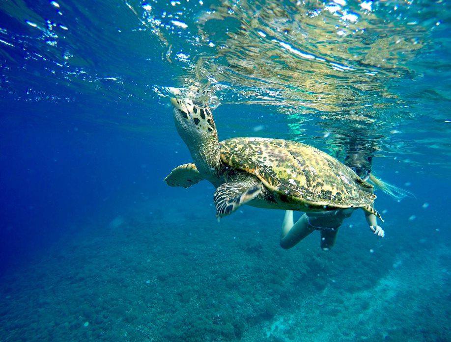 Sea turtles