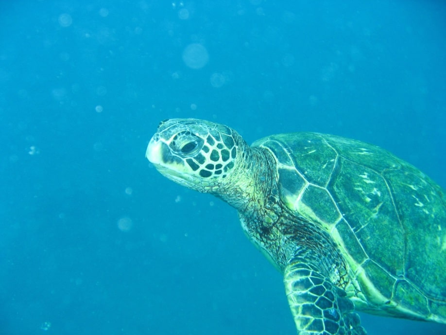 Sea turtle