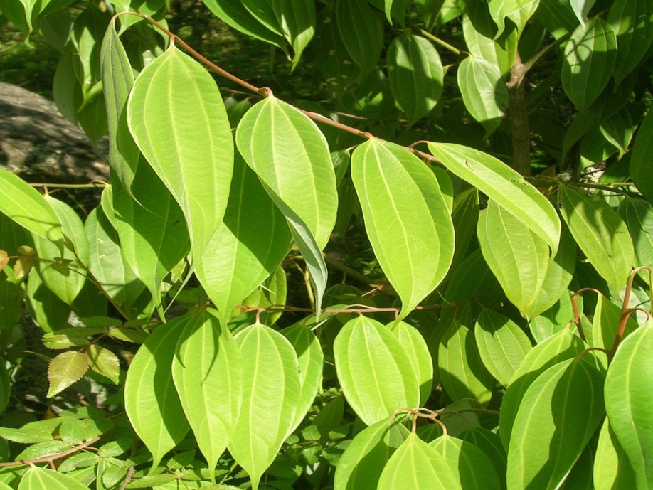 Wild cinnamon tree leaves