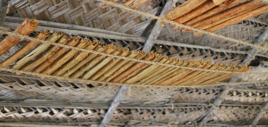 How cinnamon grows