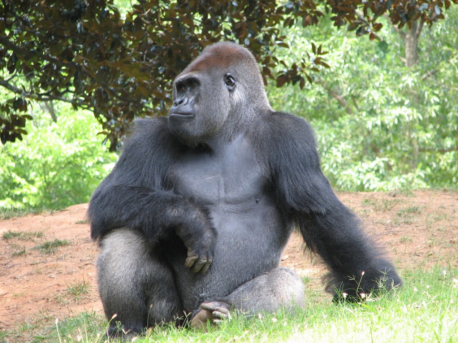 Gorilla