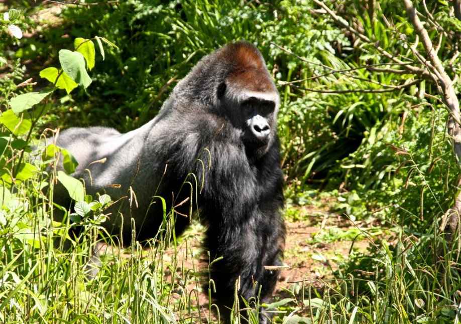 Gorilla