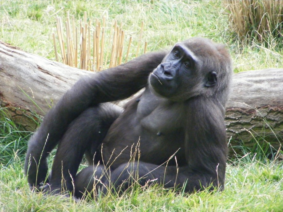 Gorilla