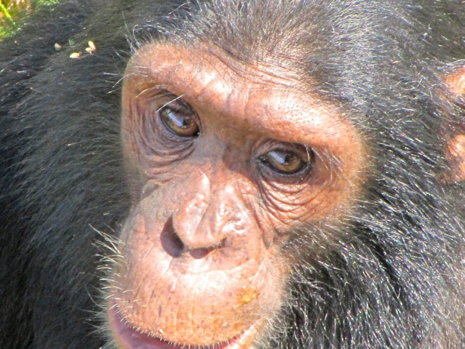 Chimpanzee