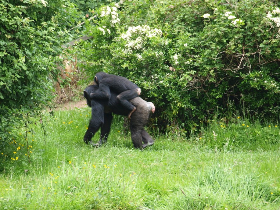 Chimpanzees