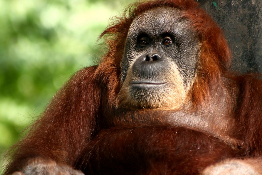 Orang-utan