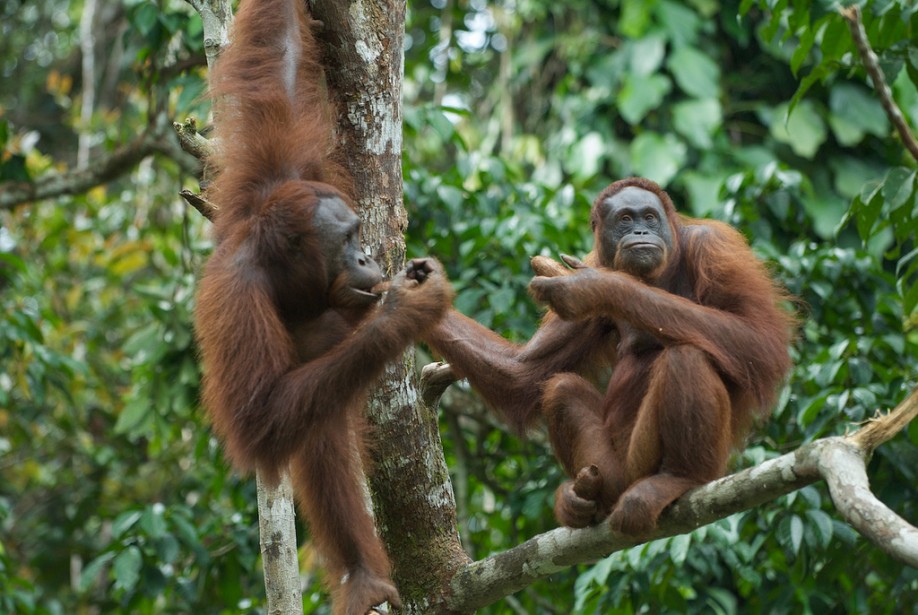 Orang-utans