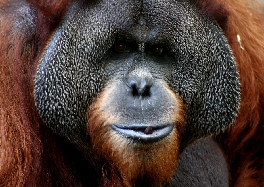 Orang-utan