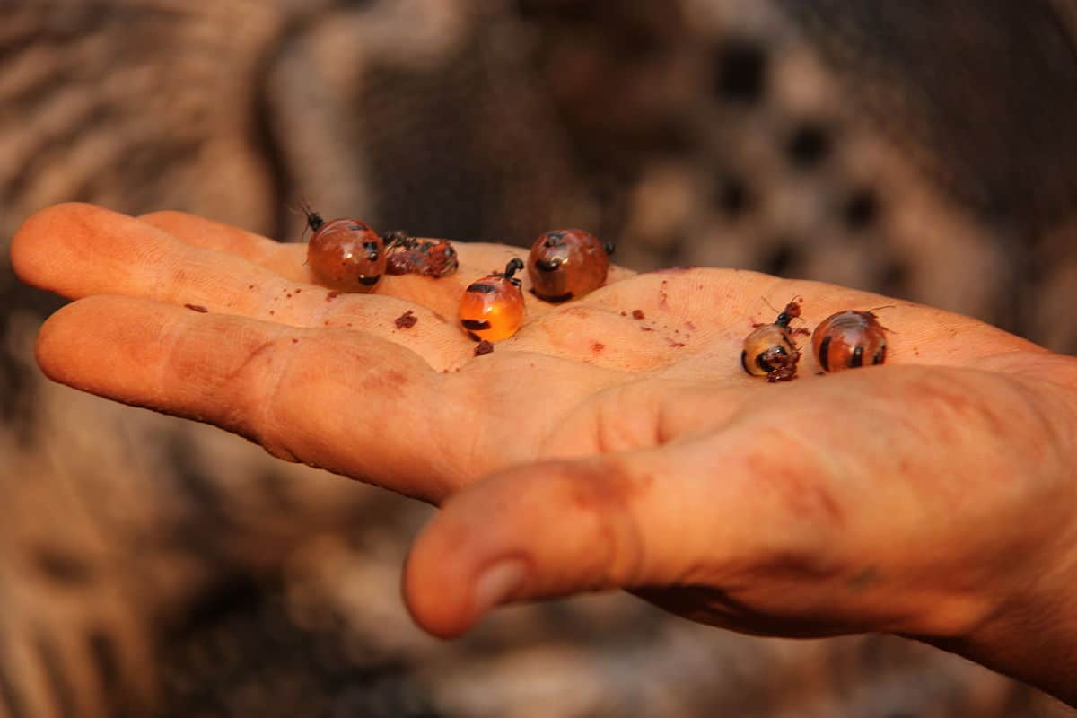 Creepy-crawly cuisine: Edible insects from around the world