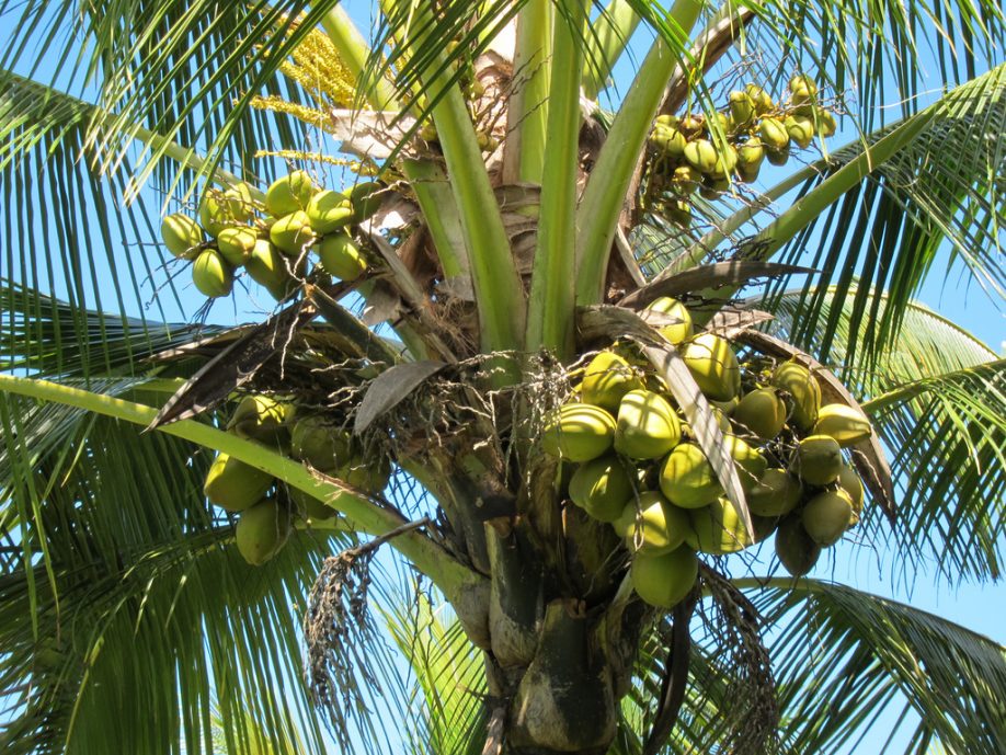 Coconuts