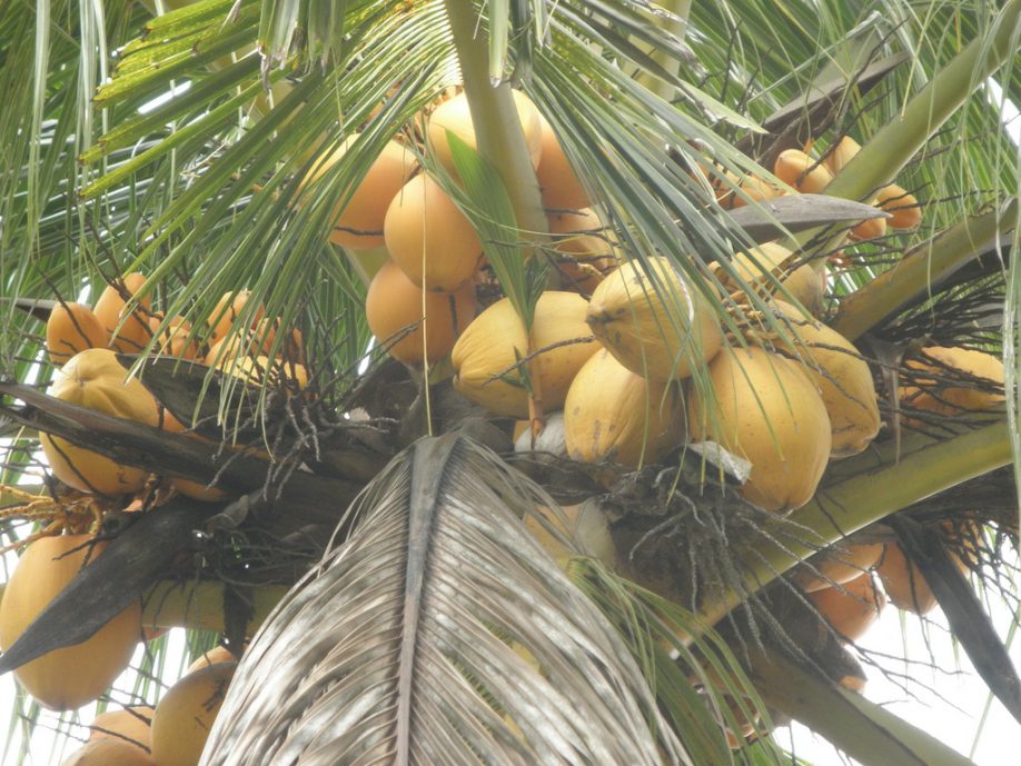 Young coconuts