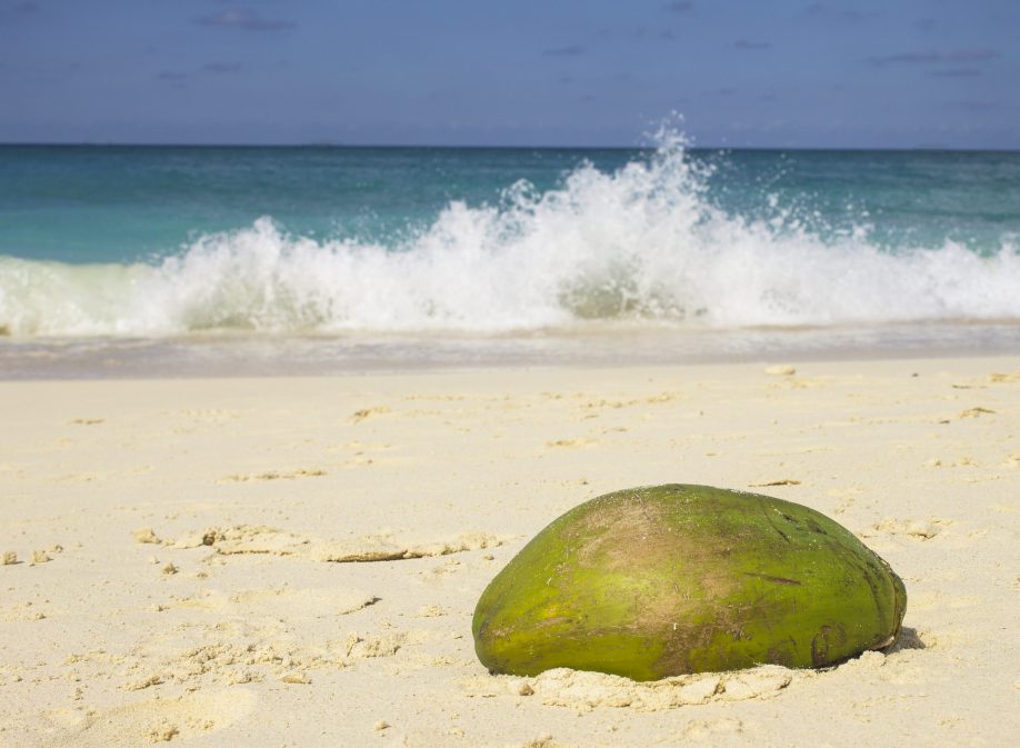 Another coconut on the beach