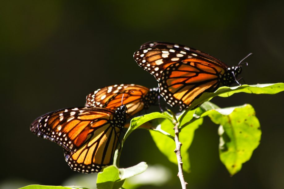 Monarch butterflies