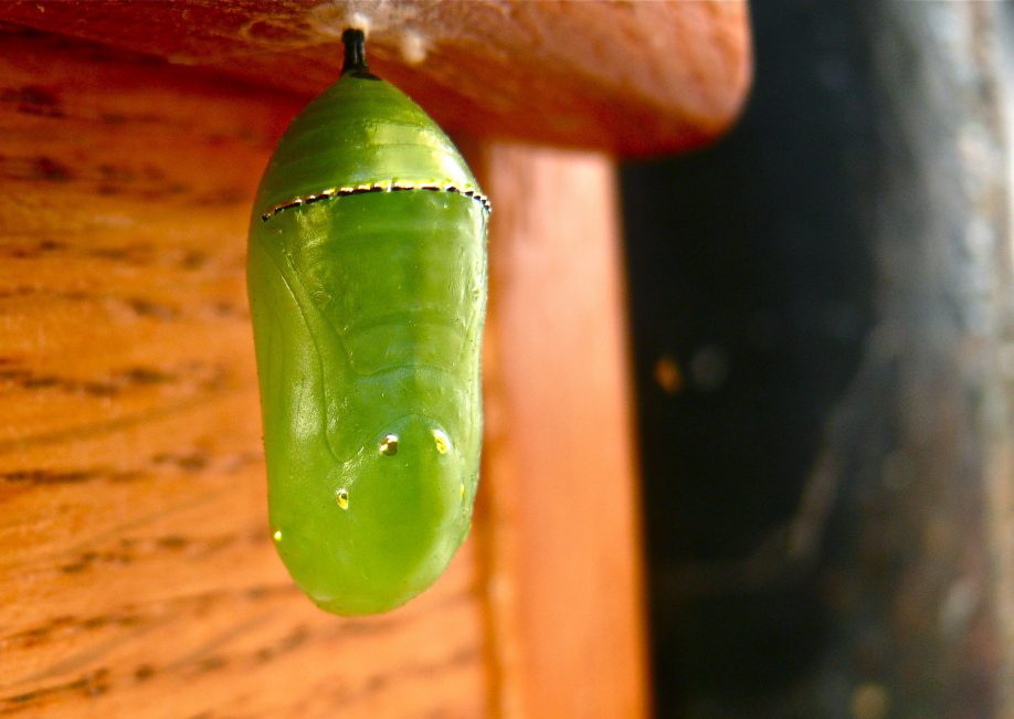 Monarch butterfly chrysalis