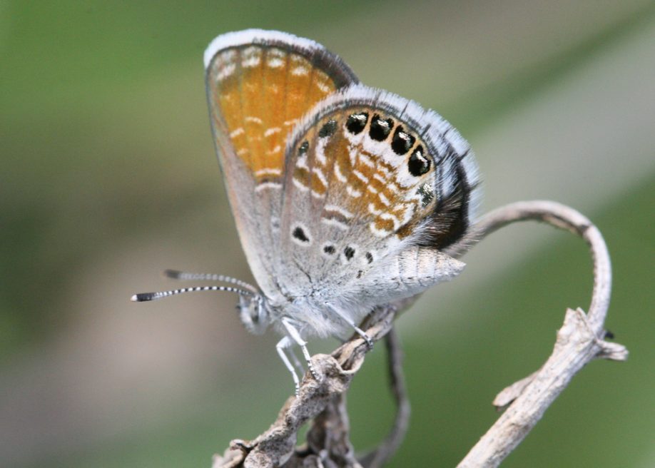 Western pygmy blue