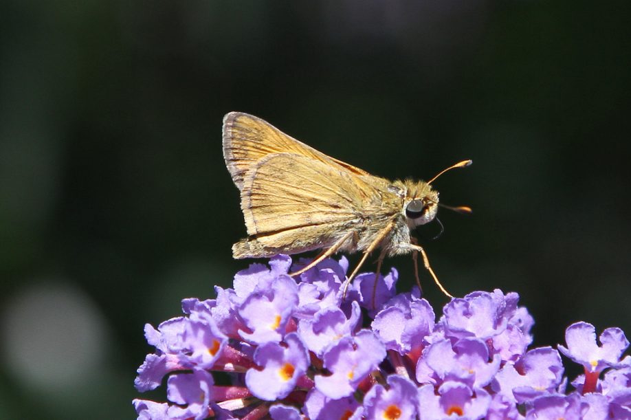 Skipper butterfly