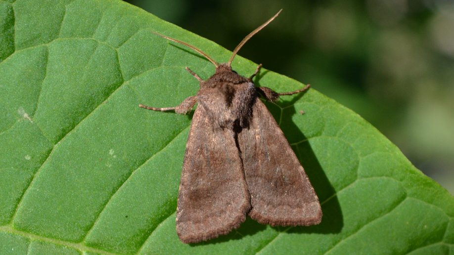 Bronzed cutworm moth