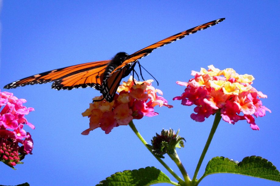 Monarch butterfly