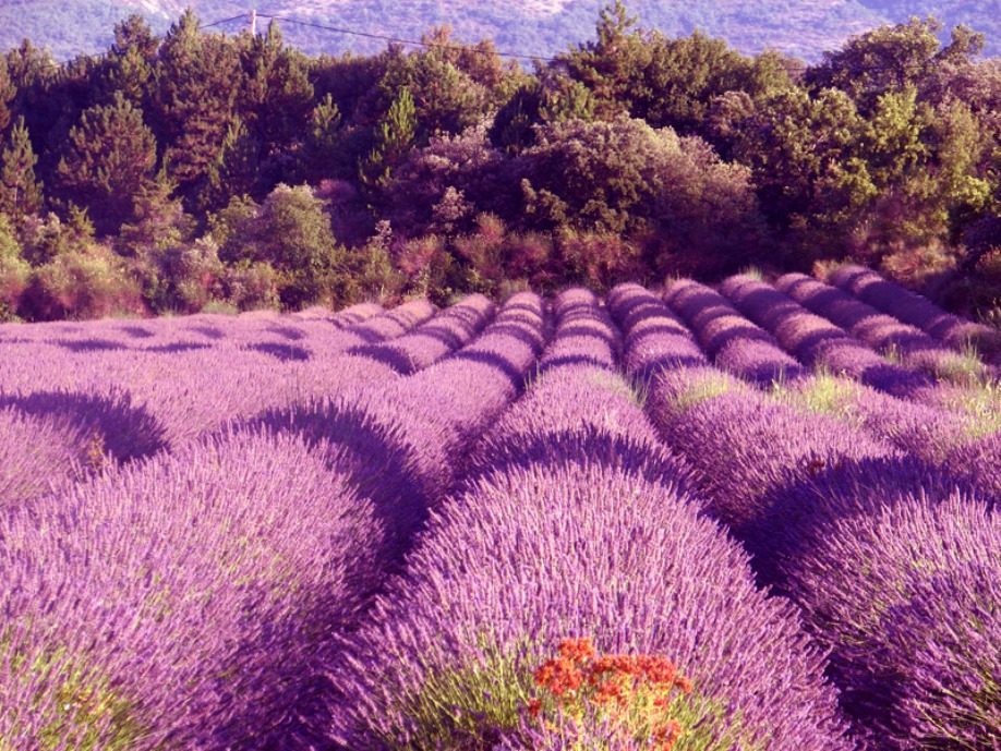 Lavender in Provence