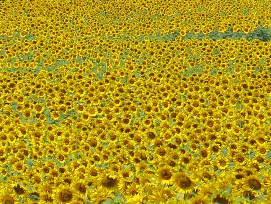 Sunflowers in Tuscany