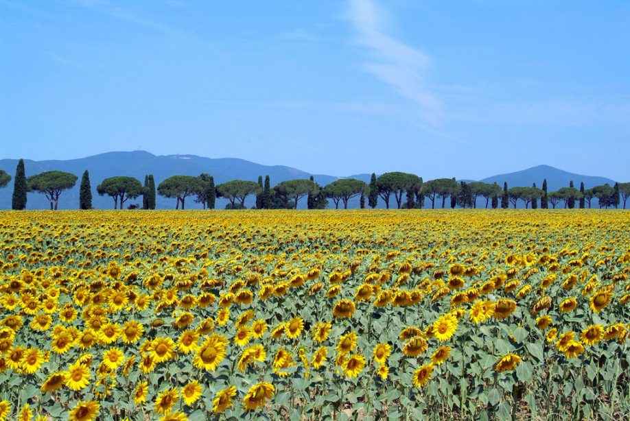 Sunflowers in Tuscany