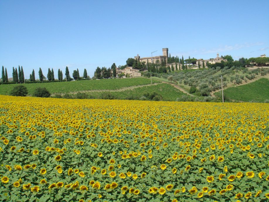 Sunflowers in Tuscany
