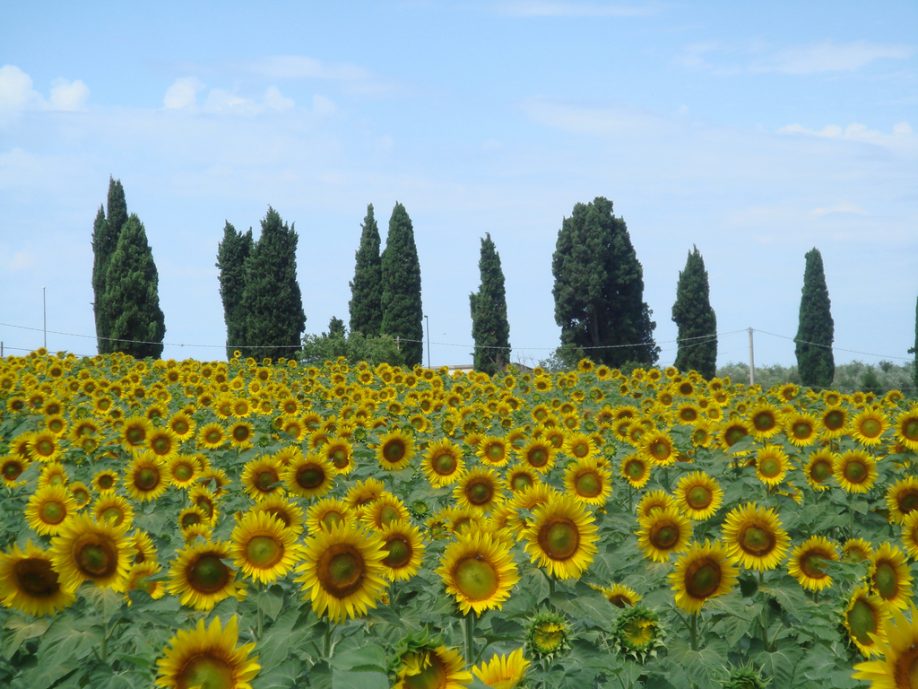 Sunflowers in Tuscany