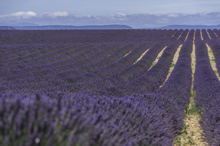 Lavender in Provence