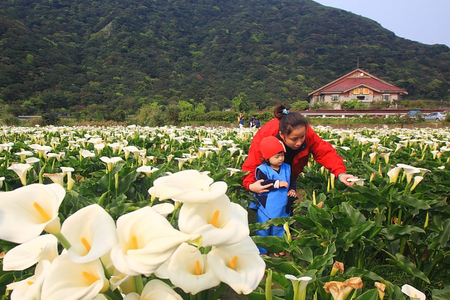 Calla lilies in Zhuzihu