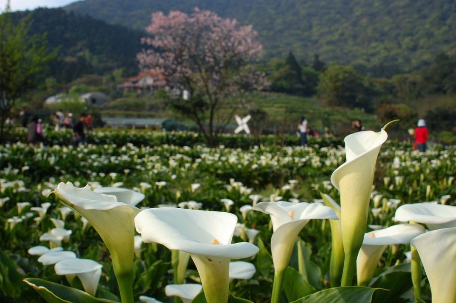 Calla lilies in Zhuzihu