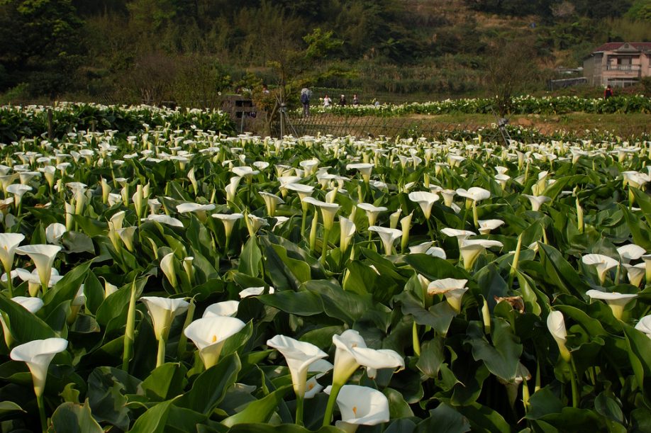 Calla lilies in Zhuzihu