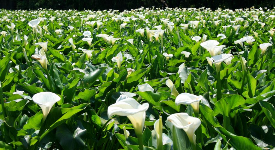 Calla lilies in Zhuzihu