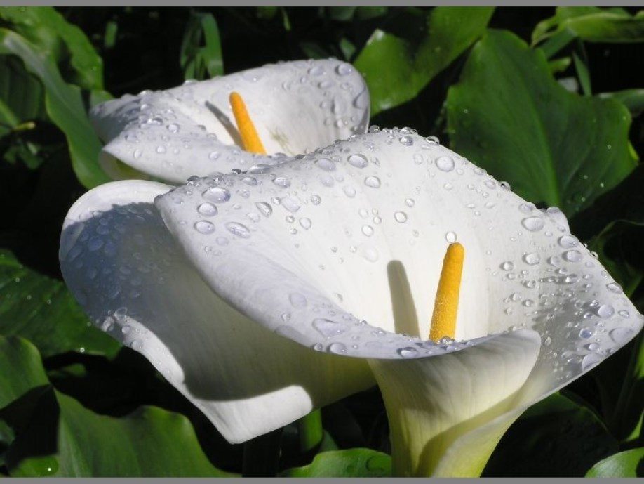Calla lilies in Zhuzihu
