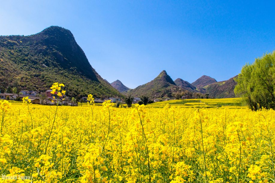 Canola in Luoping